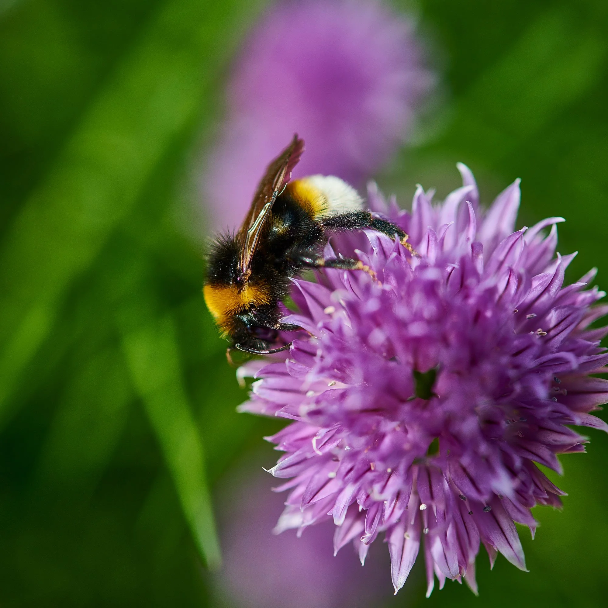 flower-bee-22.jpg