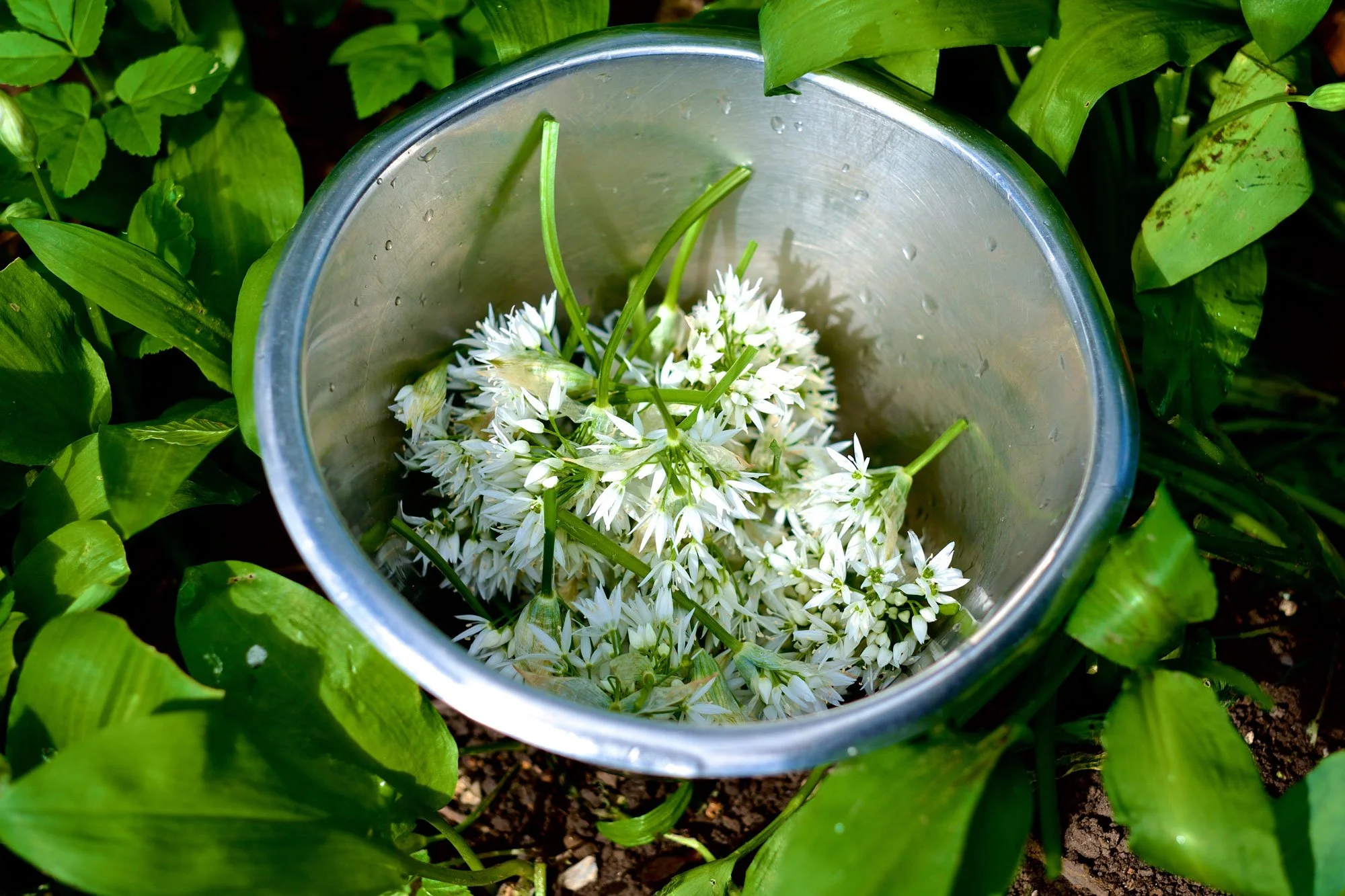 Wild-Garlic-Picking-2015-0109.jpg