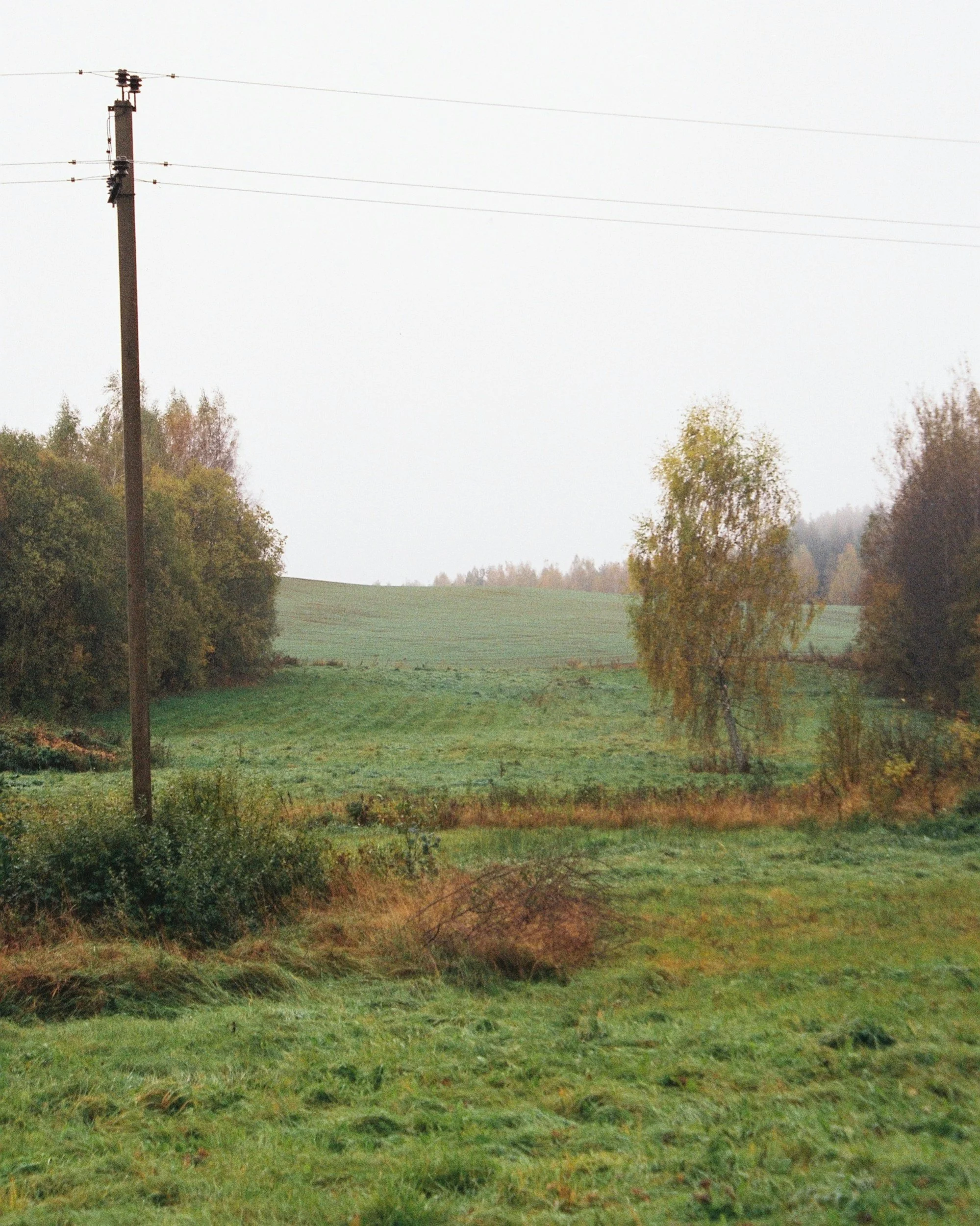 A rural landscape with green grassy fields, trees, a wooden utility pole with power lines, and a cloudy sky.