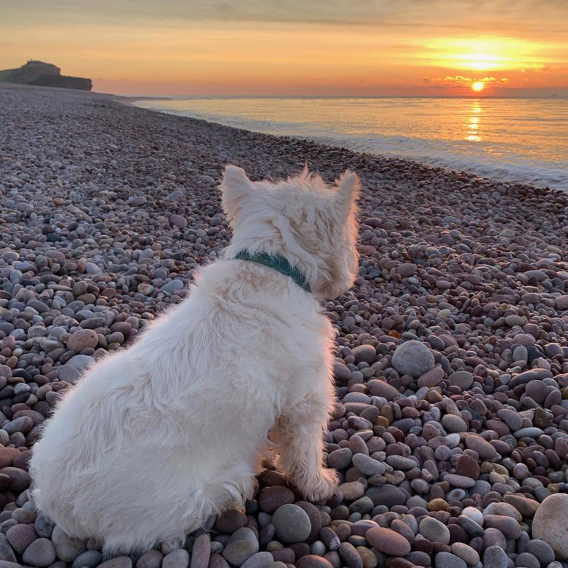 Budleigh Salterton beach, East Devon — near The Chapel where Oliver Jenkin runs in-person meditation courses. dog beach sea