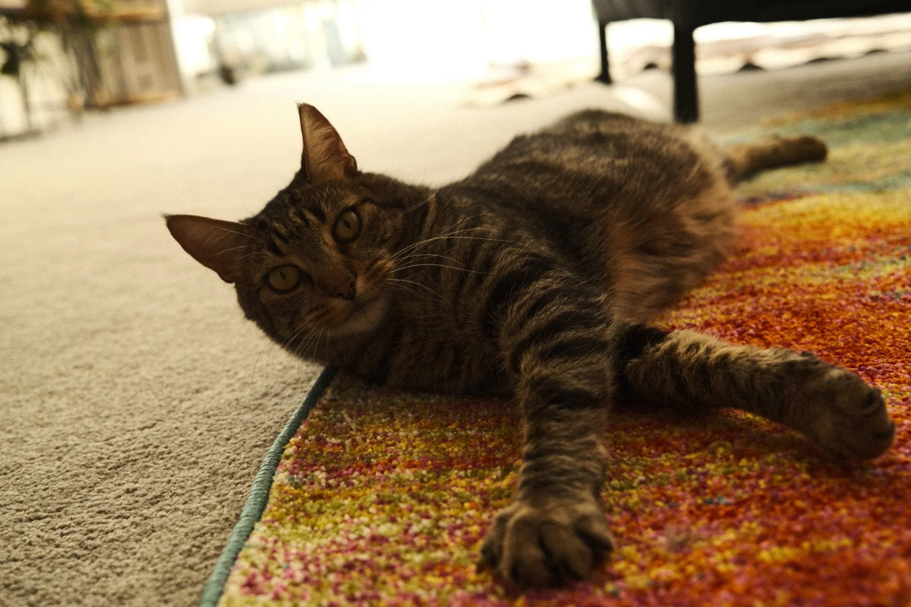 Phantom Cat