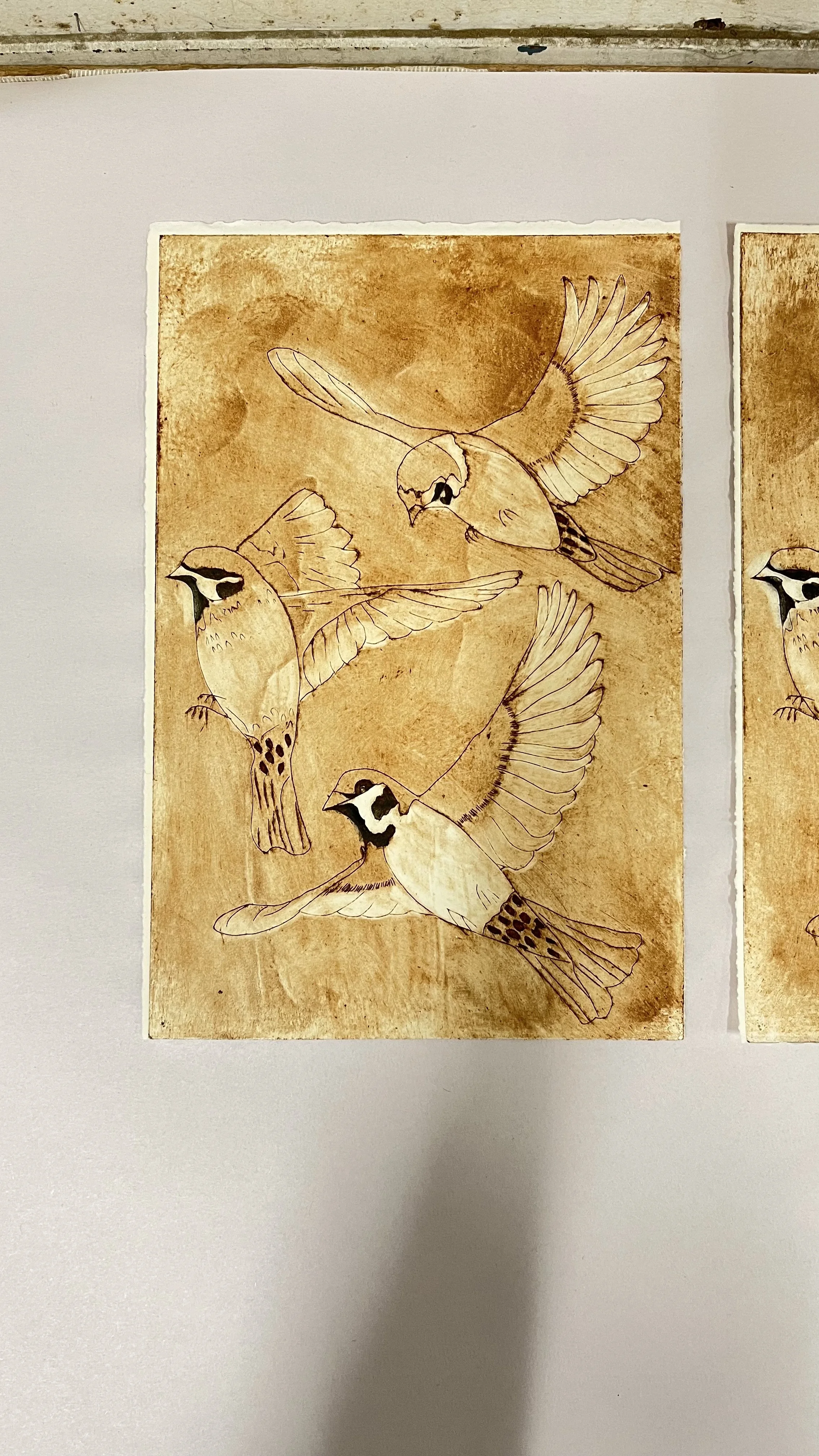Sparrows