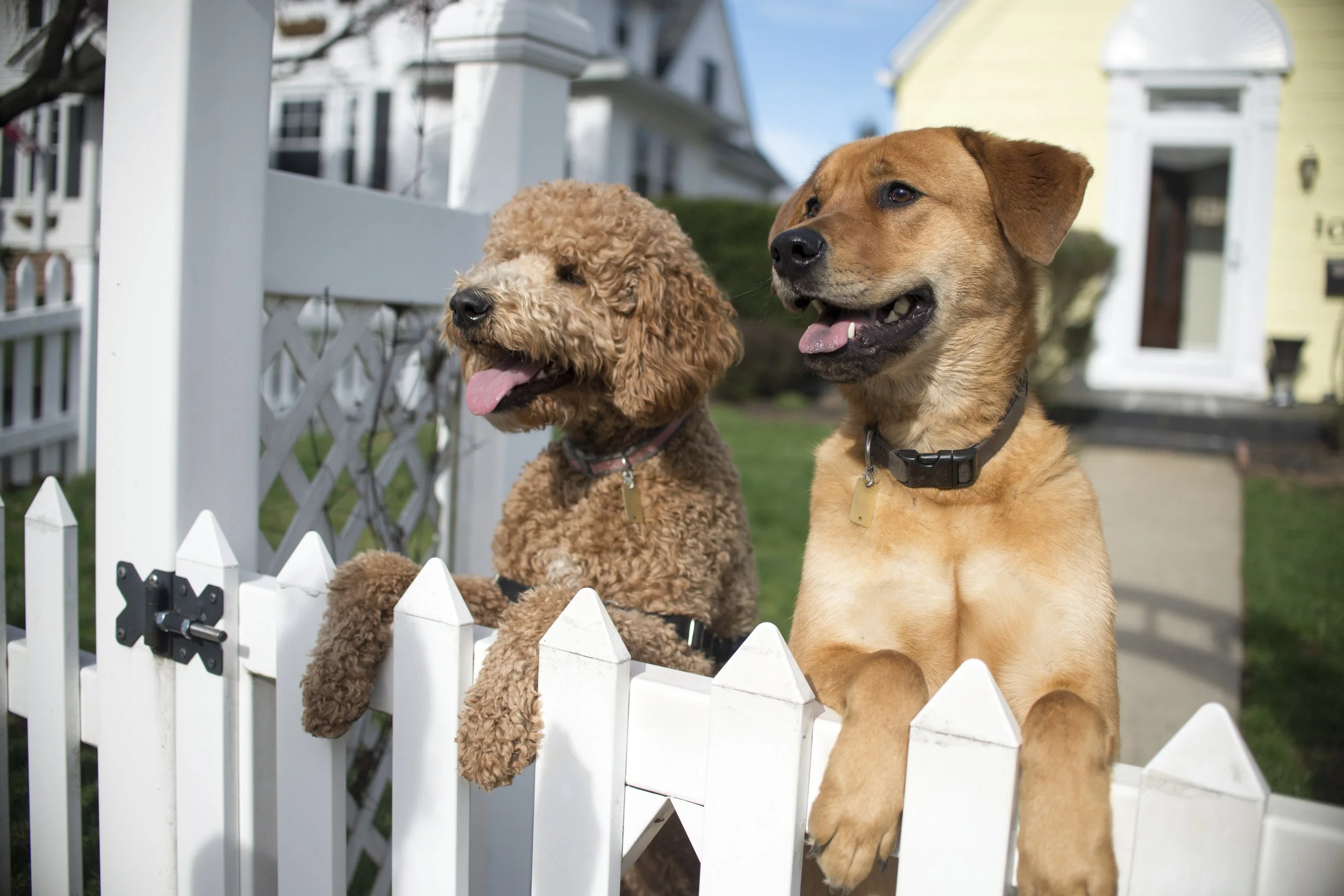 Best Fencing to Keep your Dogs in Your Yard in Loganville, GA