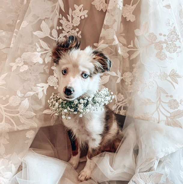 How to Incorporate Your Dog Into Your Wedding! 