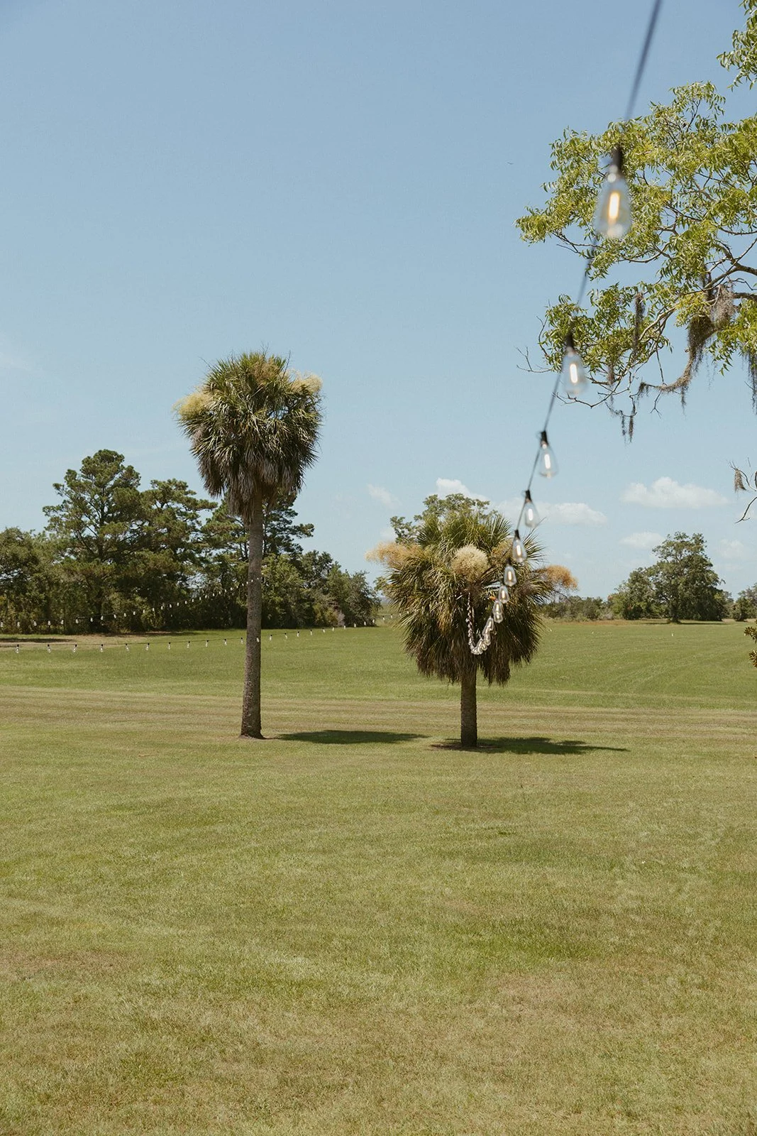 Open Lowcountry landscape at Agapae Oaks St. Helena Island South Carolina featuring palm trees, sweeping wedding grounds and string lighting setup for outdoor Southern destination wedding celebration.