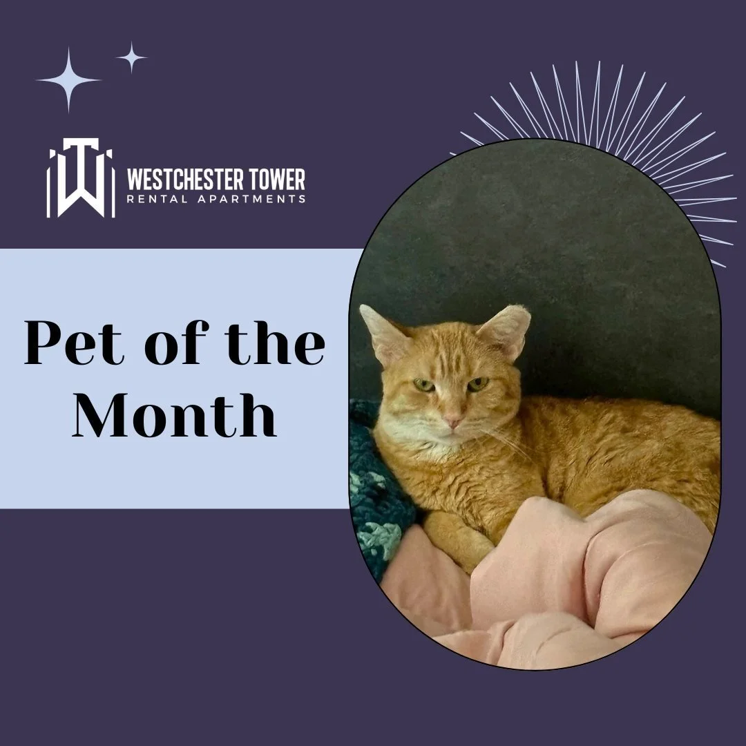 ππΎ Introducing our Pet of the Month! πΎπ
Meet this adorable superstar! β¨ Let’s keep the pet love going! We want to see your furry friends too! Share your pets' photo, name, and their favorite activity or place to hang out in Community Rewar