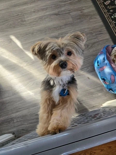 Meet Sophia, our September Pet of the Month at Westchester Tower!🐾 With a heart full of adventure and a tail full of happiness, Sophia is spreading good vibes all month long! ☀️ ☀️ Congratulations Sophia!

If you want your pet to be featured as pet 
