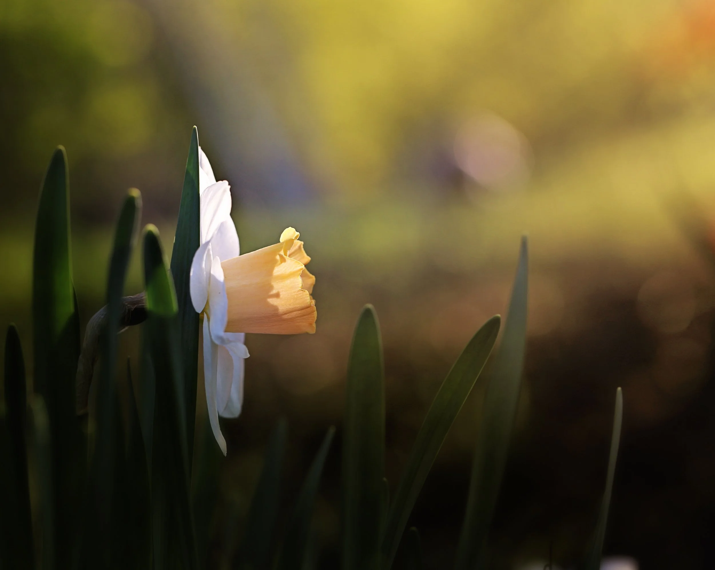 daffodill_sunlight.jpg