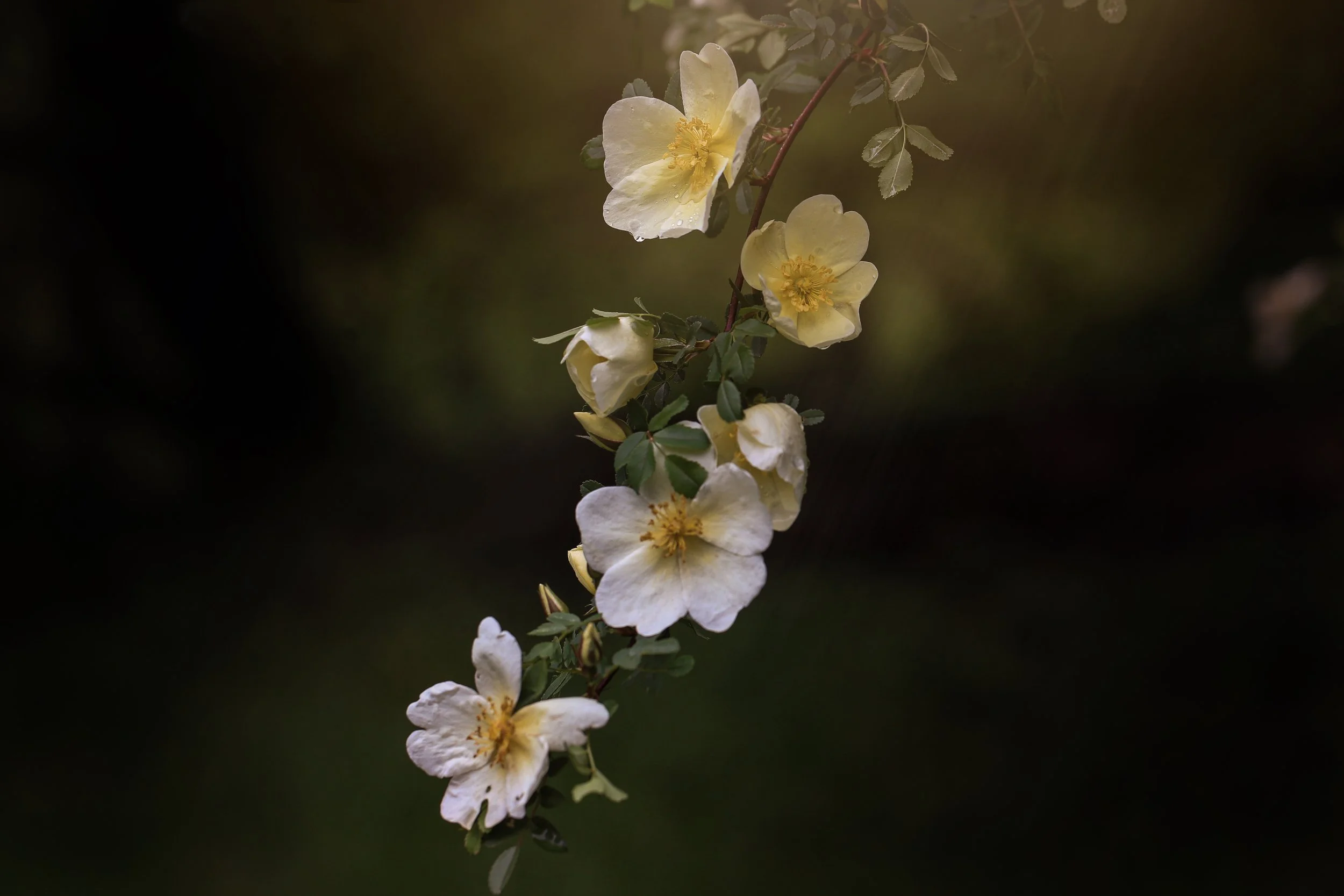 mock_orange_branch.jpg