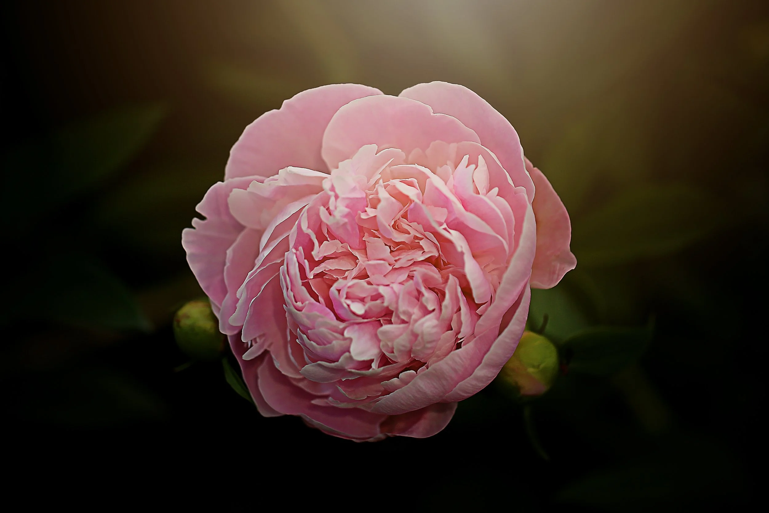 peony_gorgeous.jpg