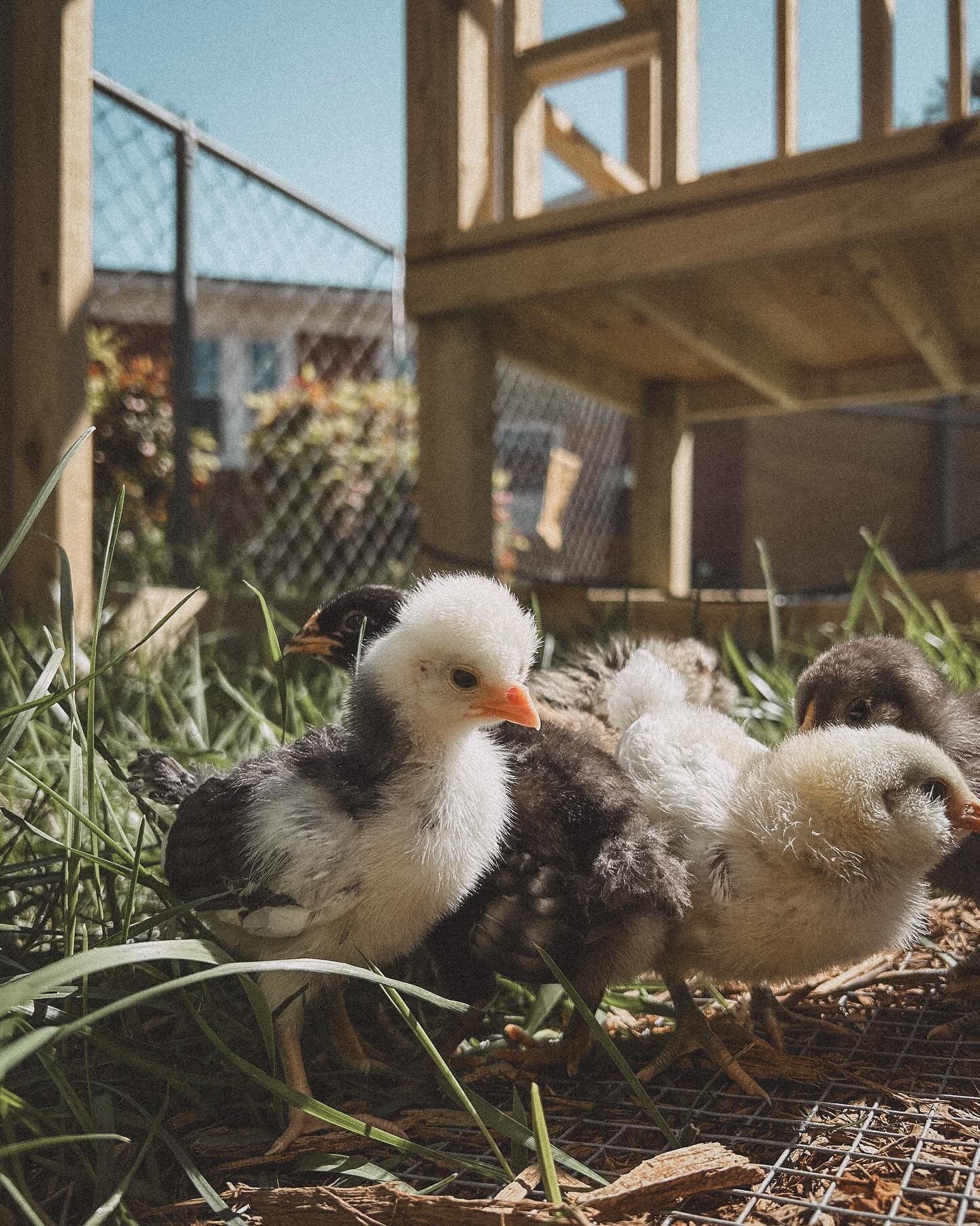 Babies first day out 🥰🐣 They loved the sunshine. As for me, I worried the whole time about predators lol 

Does it get any cuter though?! 🐣 

#GreenvilleGram #GreenvilleCommunity #UpstateProud #GreenvilleGrows #yeahthatgreenville&nbsp;#yeahthatgre