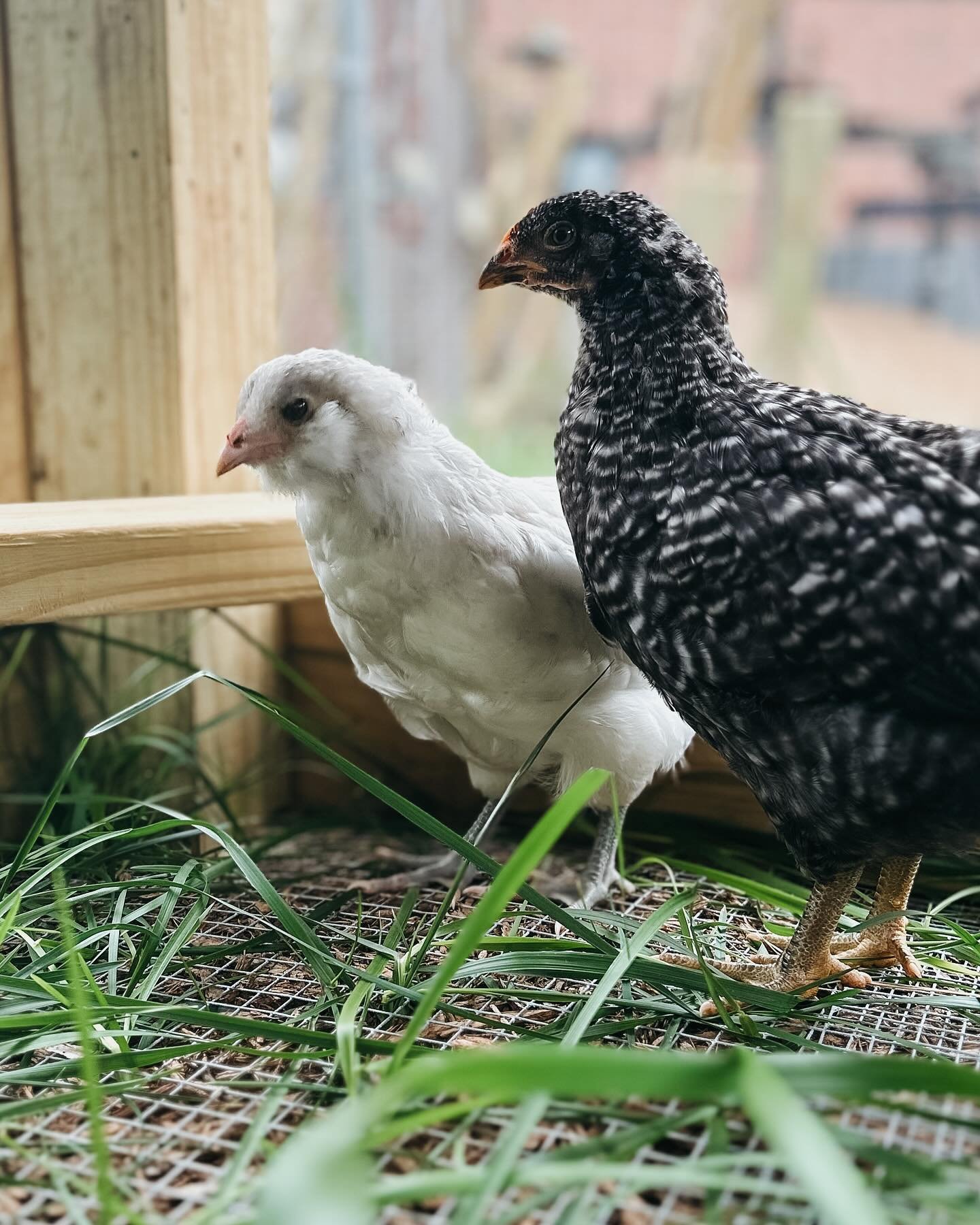 I spent the day in the field with these girls, who got to try out the coop for a bit before the rain. Aren&rsquo;t they the cutest? 🐥🐓

#chickensofgreenville #chickensoftravelersrest #chickenmama #yeahthatgreenville #yeahthatgreer #travelersrest #t