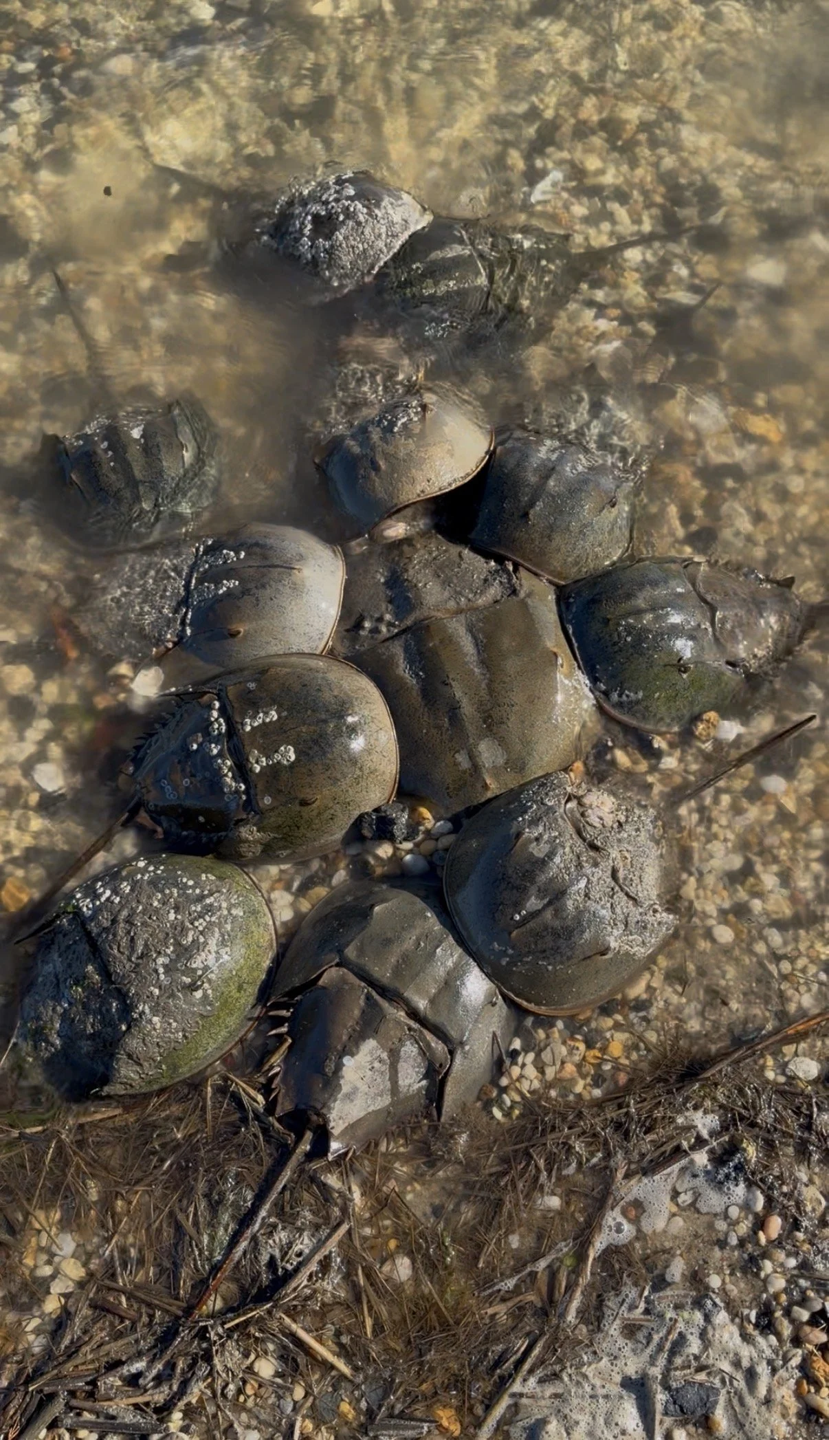 It all started with a horseshoe crab, oddly enough. 