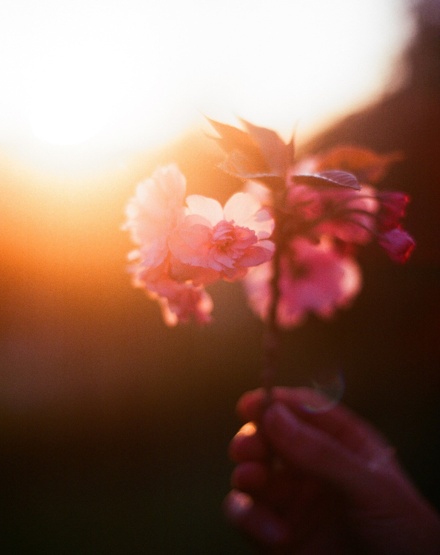 Fleurs de cerisier Lotoises 🍒
.

&Ccedil;a fait bien longtemps que je n'ai rien publi&eacute; par ici, faire du tri &ccedil;a aide &agrave; red&eacute;couvrir des photos oubli&eacute;es 🌞
- Juin 2021

#flower #summer #occitanie #goldenhour #35mm