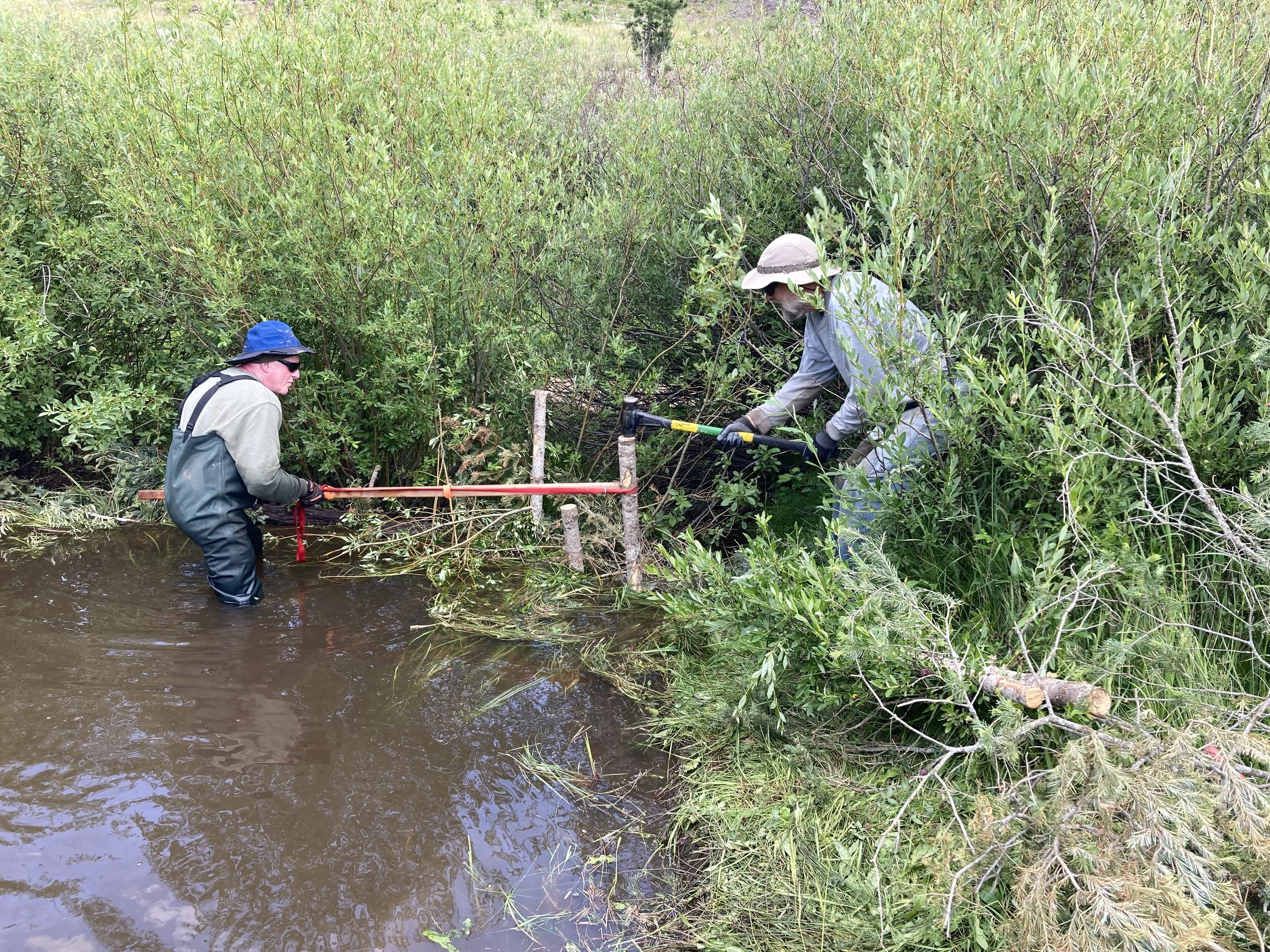 Thanks to the Busy Beaver - Stream Engineers and Healers