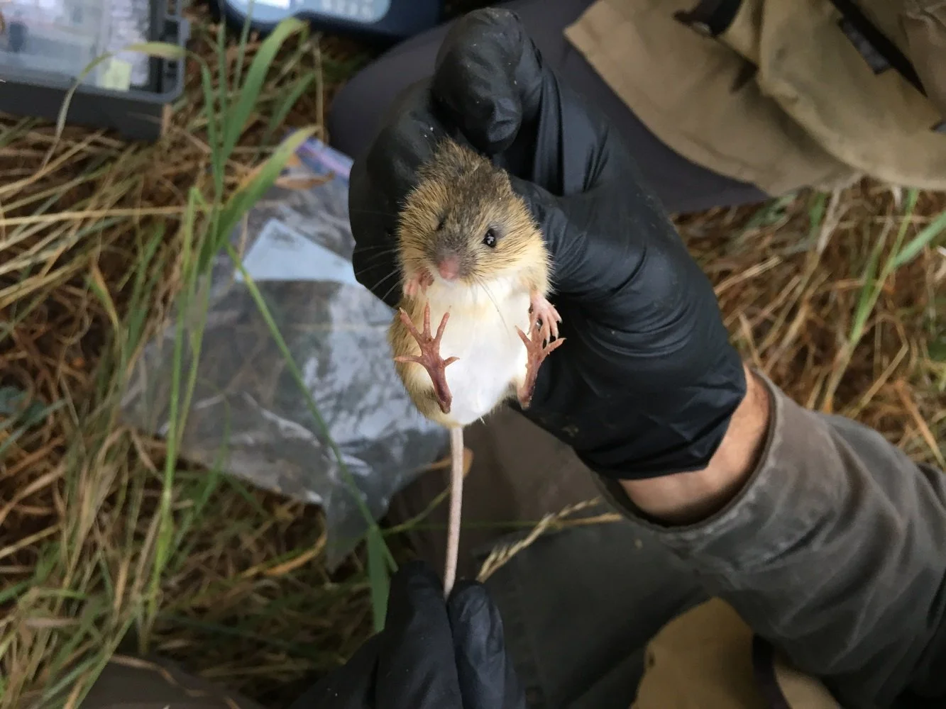 About Preble's Meadow Jumping Mouse — N. Fork Poudre Site Conservation Team