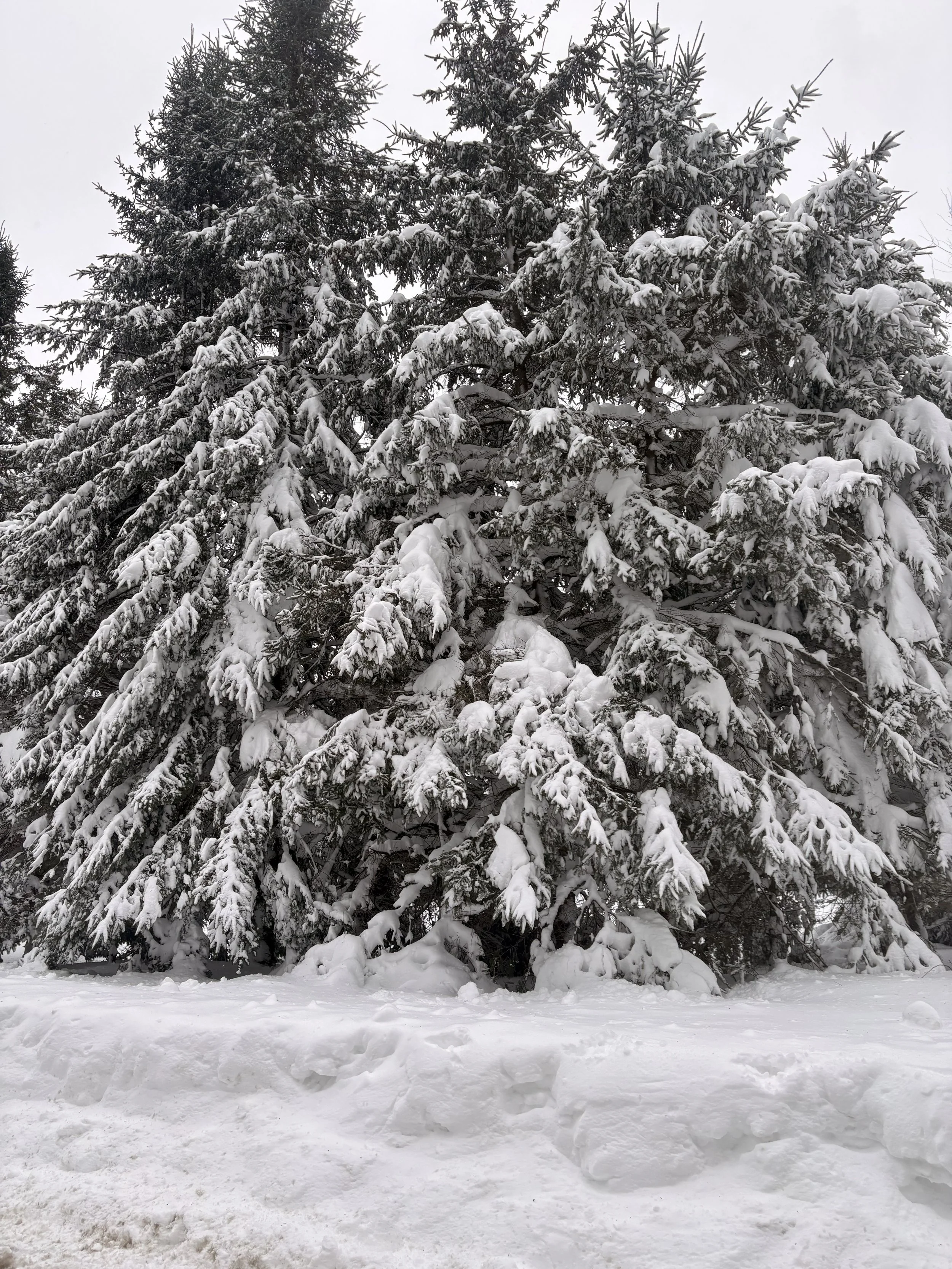 Managing Anxiety Through the Body: Simple Practices for Regulation