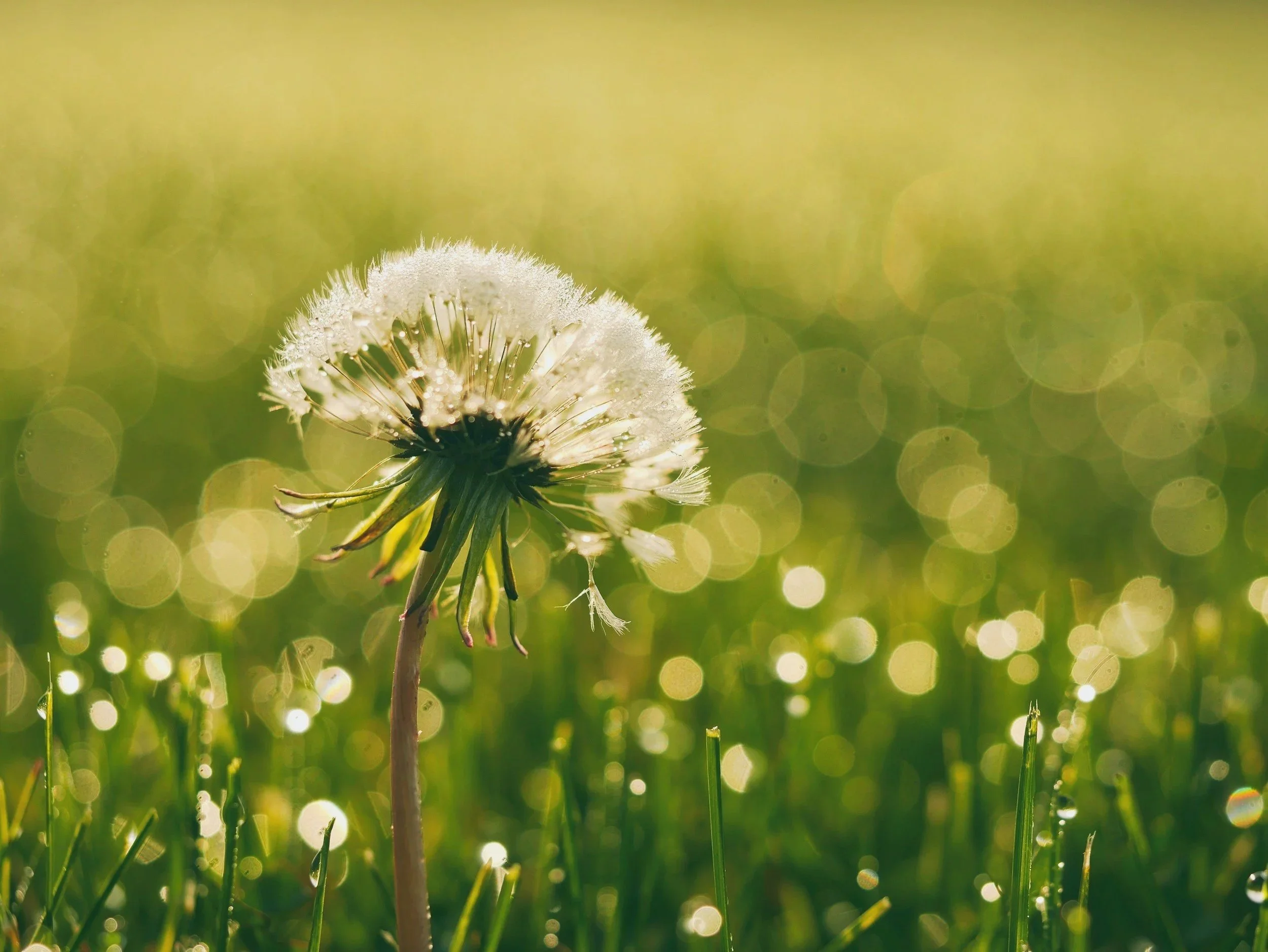 Close-up of a dandelion puffball with dew drops, green grass in the background with sunlight creating bokeh effect.