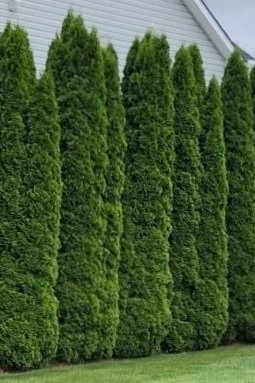 ThujaEmeraldGreen.jpg