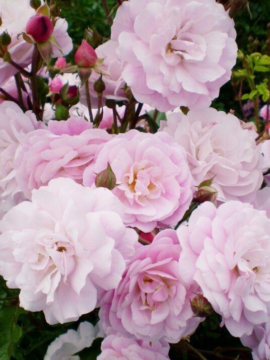 RosaEasyEleganceHeadoverHeelltpink-01-5426-1-1-536x715.jpeg