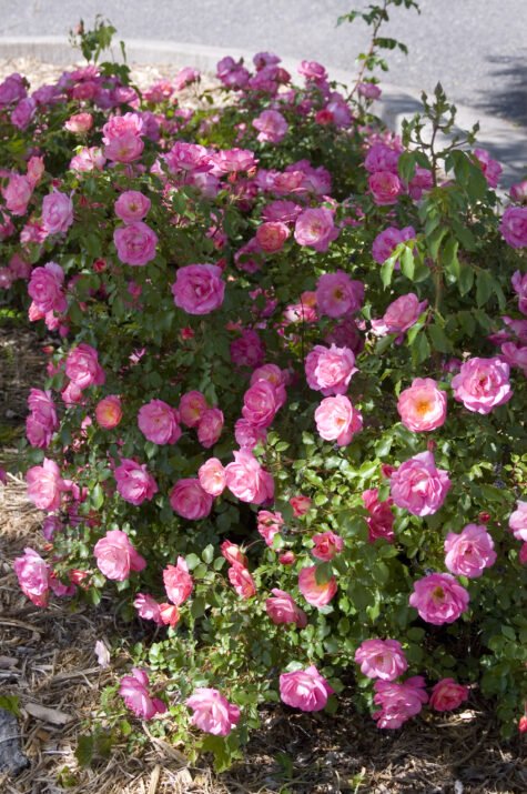 RosaEasyEleganceSunriseSunset-03-3294-1-3-475x715.jpeg