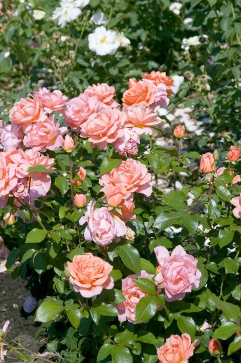 RosaEasyEleganceSweetFragrance-07-4207-1-3-475x715.jpeg