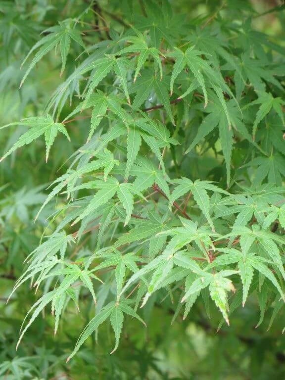 acer_palmatum_foliage-e1583525127123.jpeg