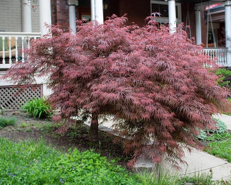 Japanese Maple Tree Crimson Queen