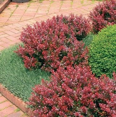 Japanese Barberry Crimson Pygmy
