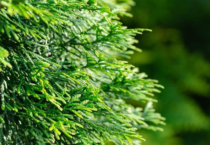 sxarborista_product-detail-page_trees_arborvitae-emerald-green_hero-image.jpg.pagespeed.ic.U5cl0hMMTc.jpg
