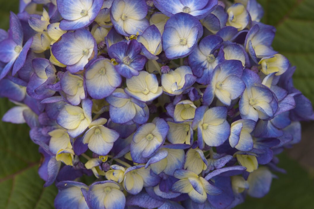 HydEndlessSummerBloomStruck-207-9842-1-1075x715.jpeg