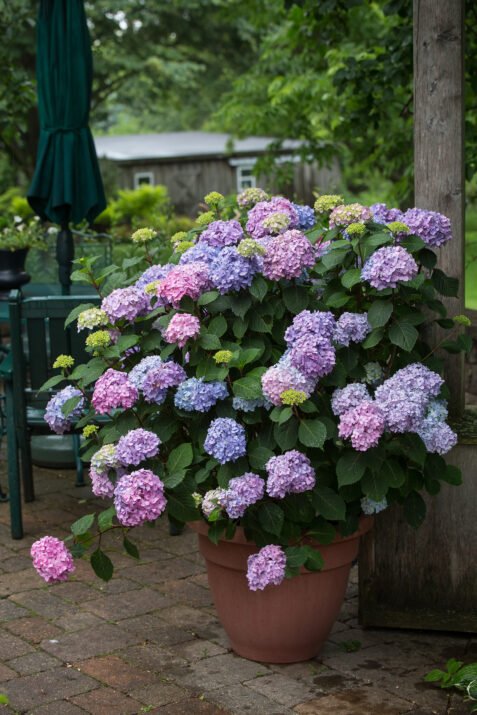 HydEndlessSummerBloomStruck-110-9842-1-477x715.jpeg