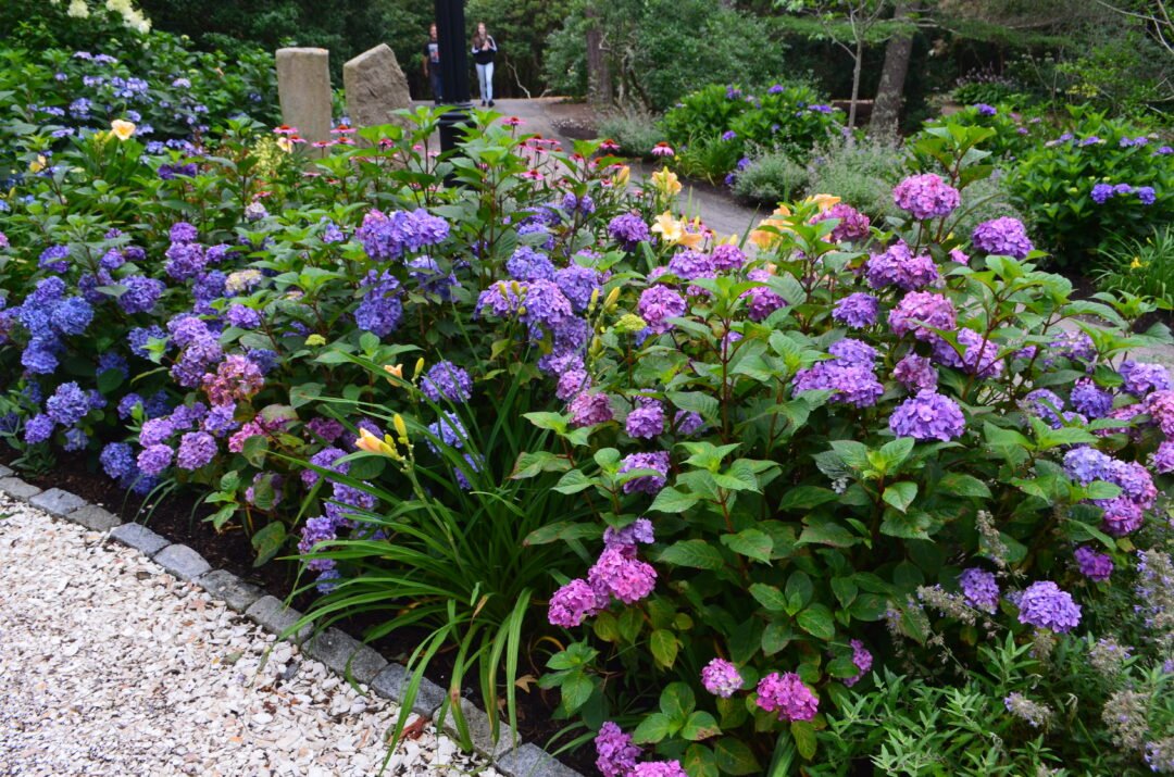 HydEndlessSummerBloomStruck-516-9842-1-1080x715.jpeg