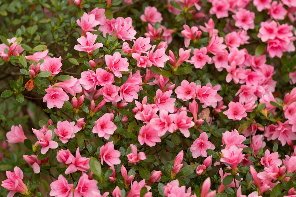 AdobeStock_333285959.jpeg