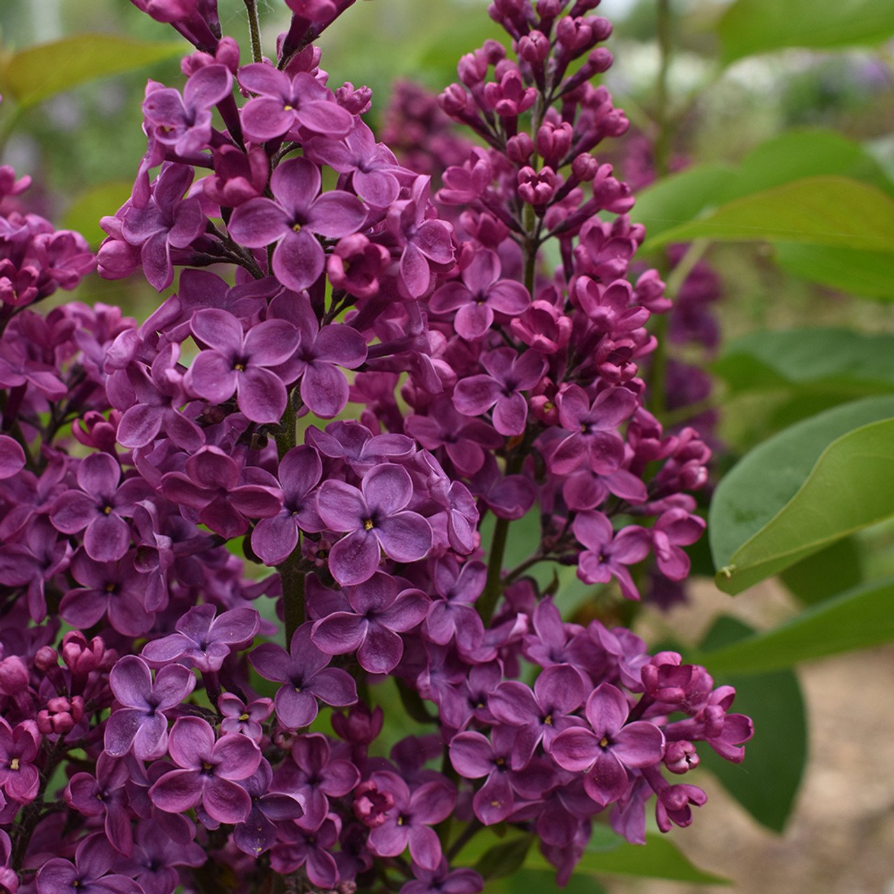 2635f68ahorsford.syringa.vulgaris.monge__69364.jpg