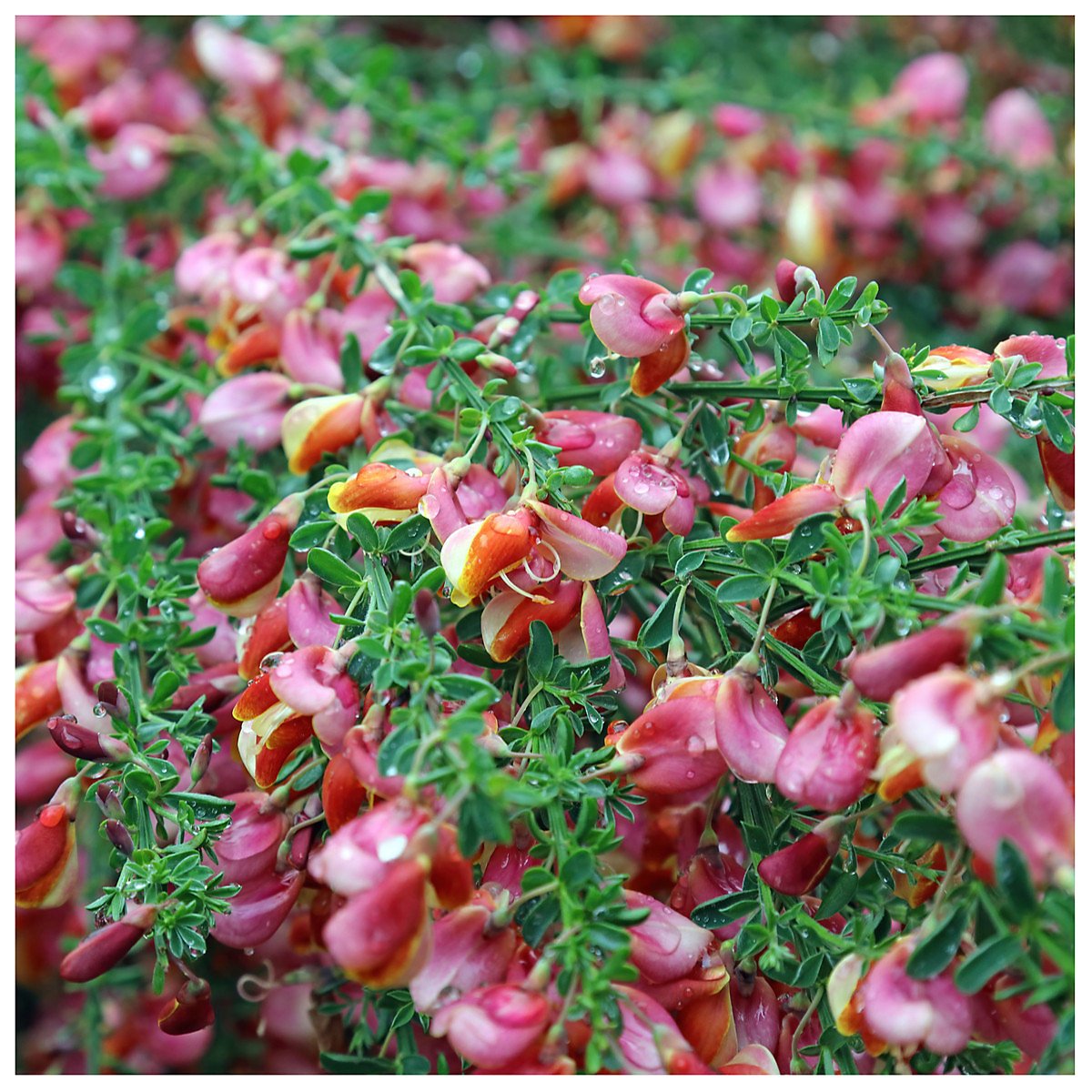 cytisus-zeelandia-broom-plant-in-2l-pot-stunning-fragrant-pink-and-cream-flowers-3fatpigs~5056742302938_01c_MP.jpeg