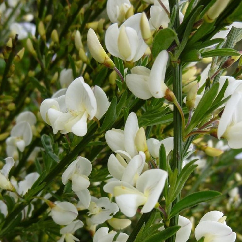 cytisus-praecox-albus-warminster-broom-deciduous-shrub-hardy-p263-28325_image.jpeg