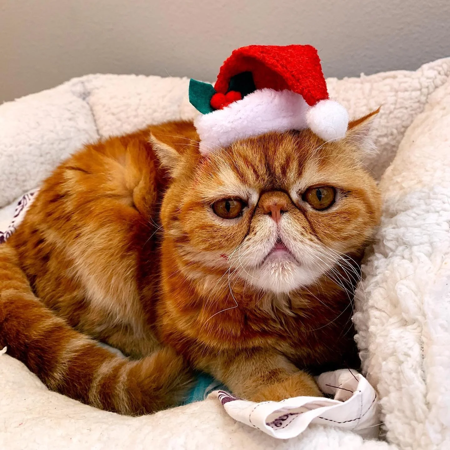 Meet Garfield and his brother Iggy🐾🐱
- - -
They had a great time with me over Christmas while their pawrents were away✨🎄Garfield loved dressing up as Santa, Iggy wasn&rsquo;t as much of a fan lol🐈
- - - 
#petcare #ocpetsitter #orangecounty #catso