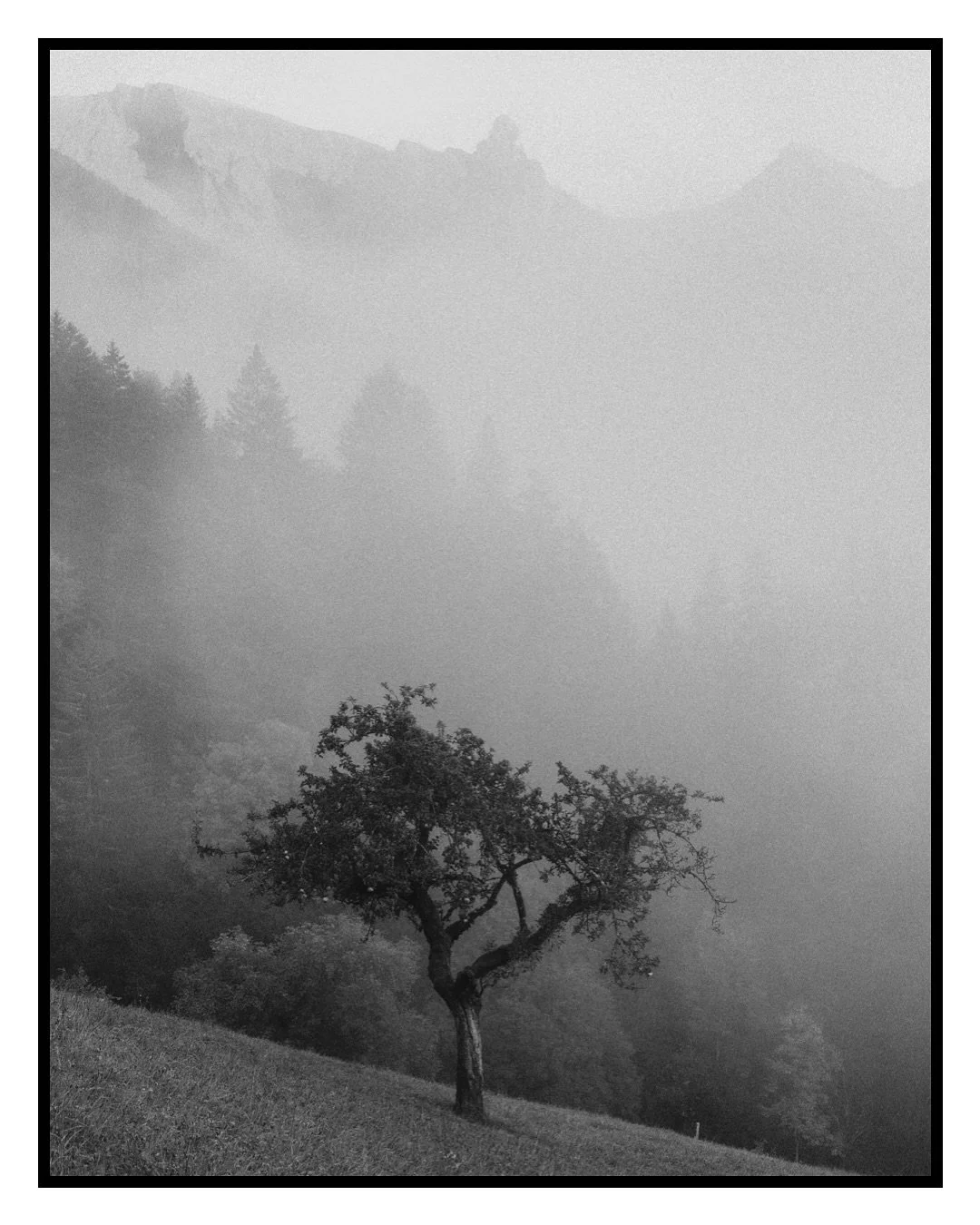 Waiting for the fog to lift.
Manigod, Haute-Savoie (74)
📷Camera: Canon R5C
🎥Lens: RF 24-70 f/2.8 IS L
#blackandwhitephotography #bnwphotography #monochromephoto #filmlook #analogstyle #foggylandscape #moodylandscape #manigod #hautesavoie #frencha