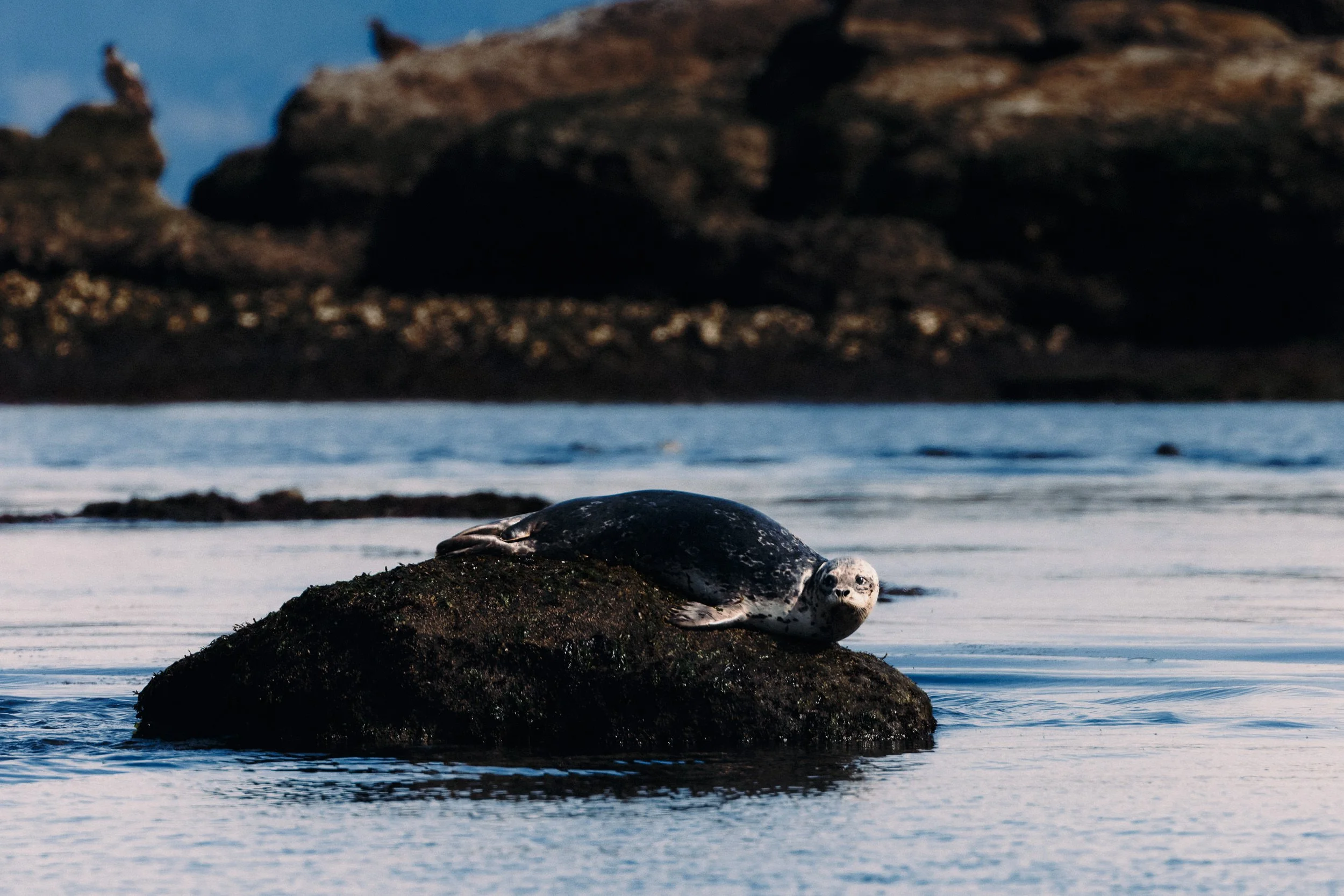 260322-RF-A3-0412-DxO-Harbour-Seal-Flora-Islet-SD.jpg
