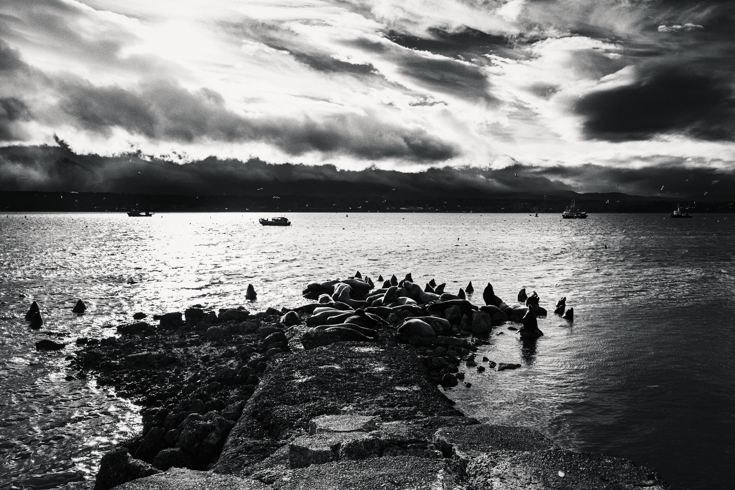 260307_RF_B_2371-Edit-Steller and Californian Sea Lions-SD.jpg