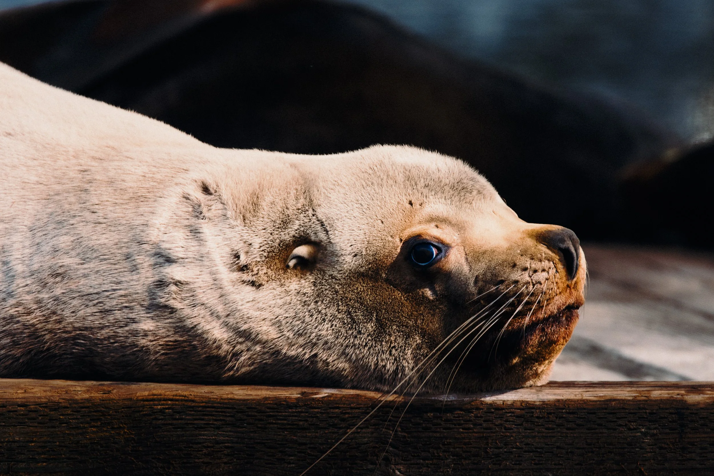260322-RF-A3-0558-Sea-Lions-Fords-Cove-SD.jpg