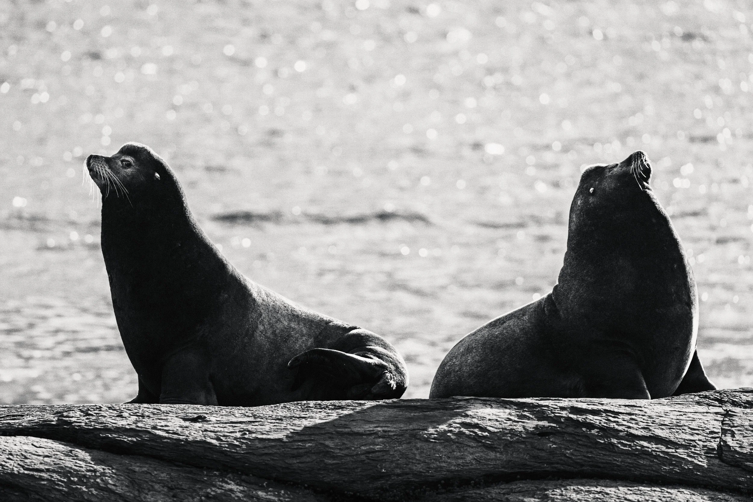 260307_RF_A_5576-Edit-Steller and Californian Sea Lions-SD.jpg