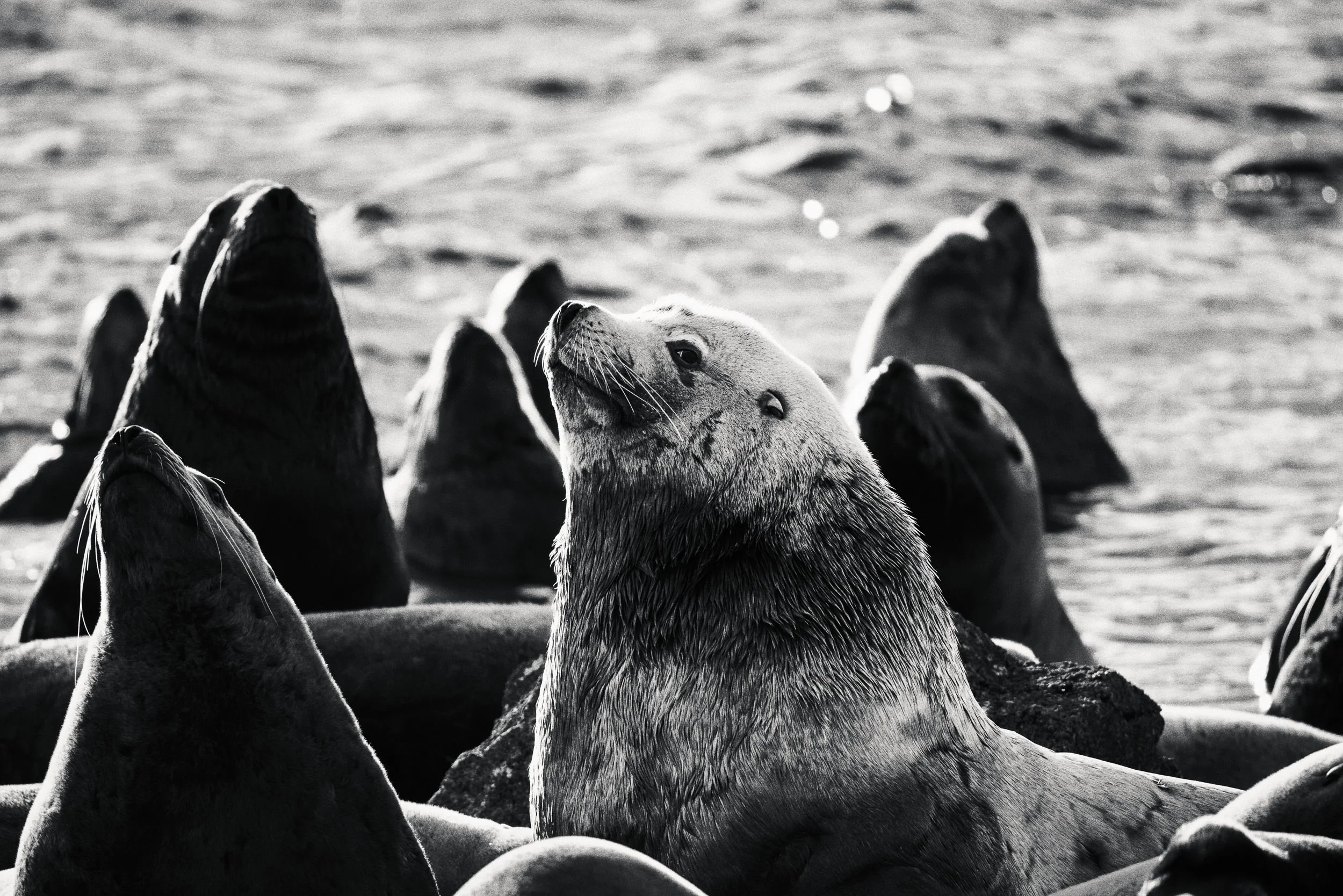 260307_RF_A_5383-Edit-Steller and Californian Sea Lions-SD.jpg