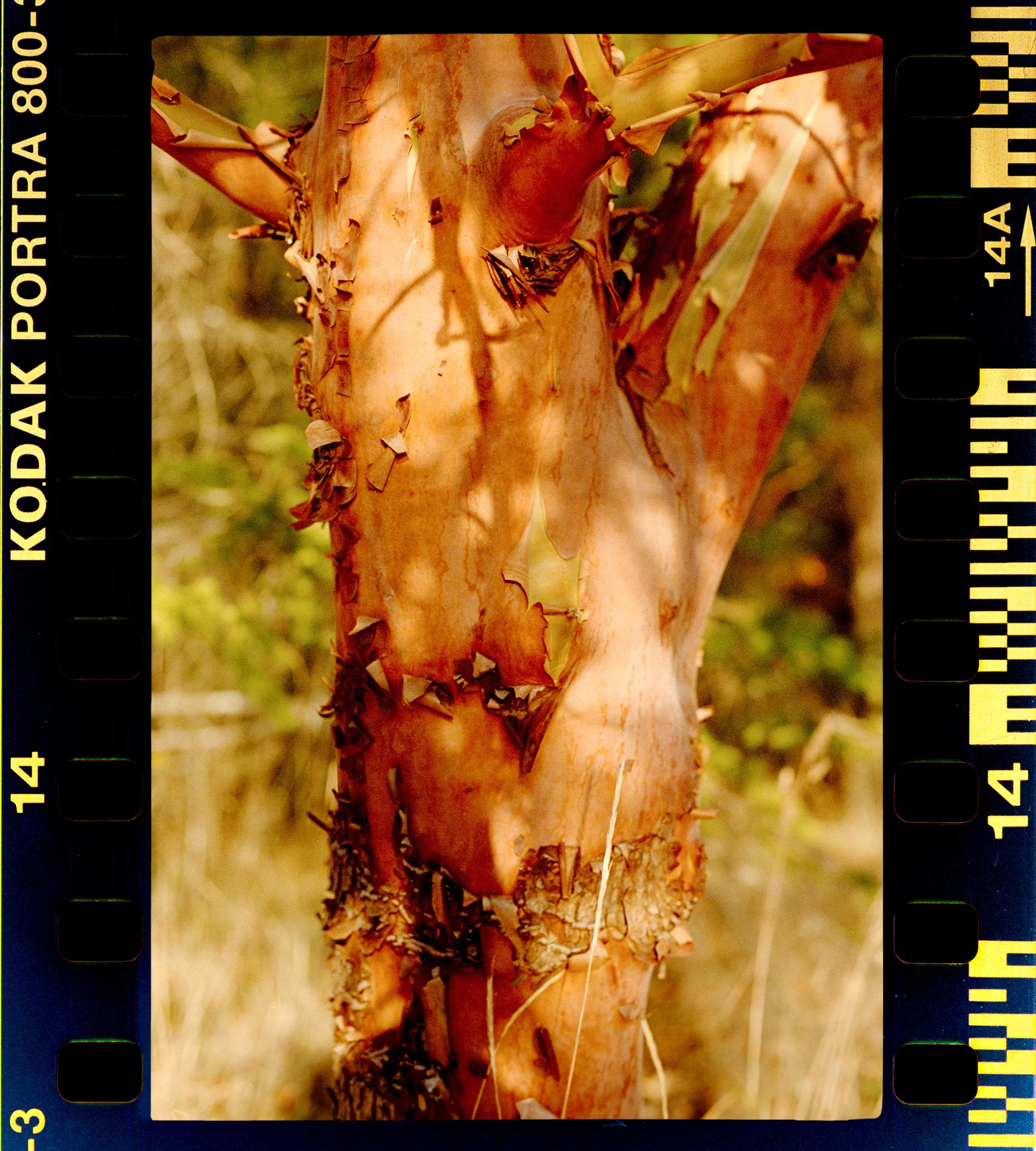 RFerand_C69_Elan7_Portra800_18-Salt Spring Island-HD.jpg