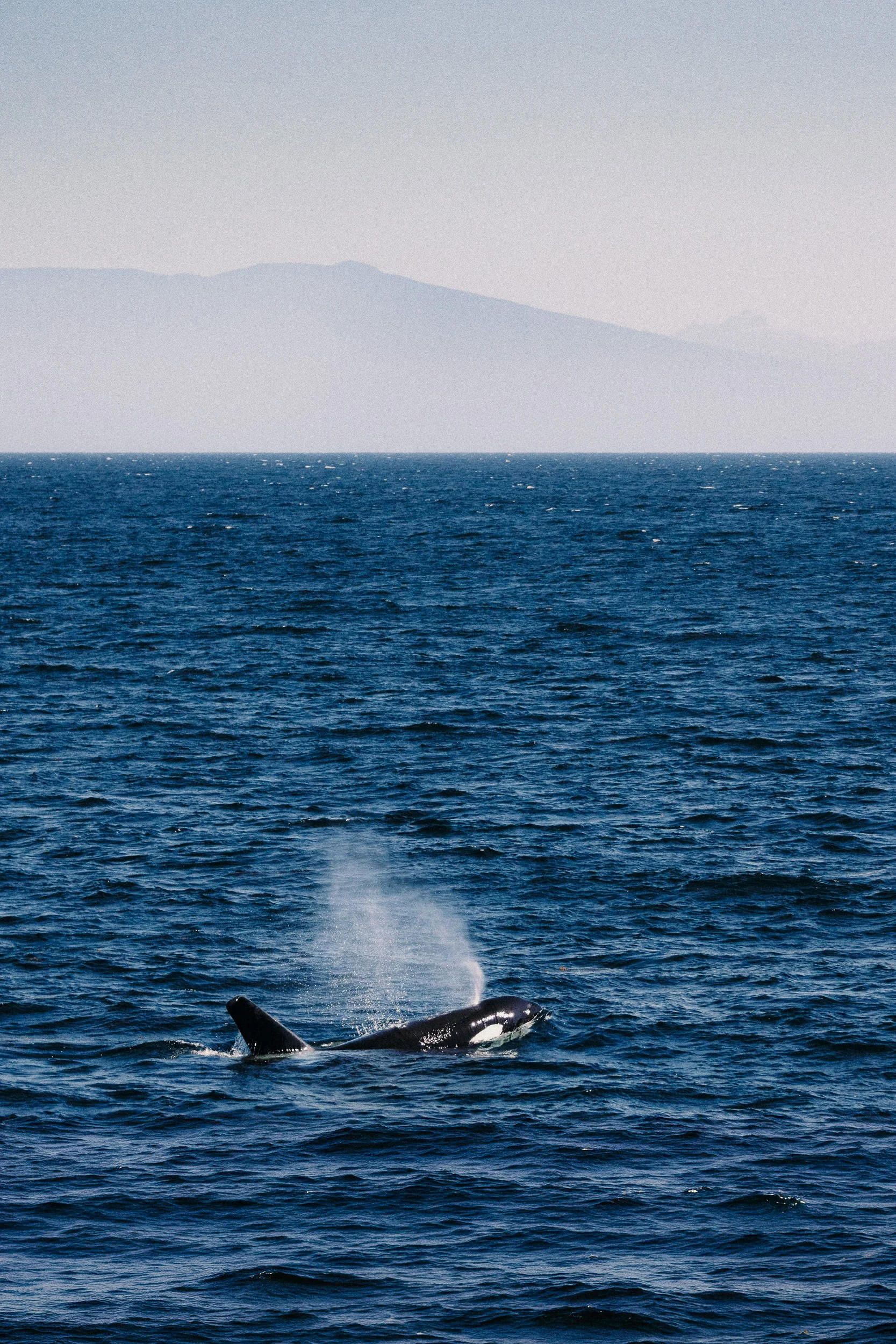 260505-RF-A1-0445a-2-Biggs-Orcas-SD.jpg
