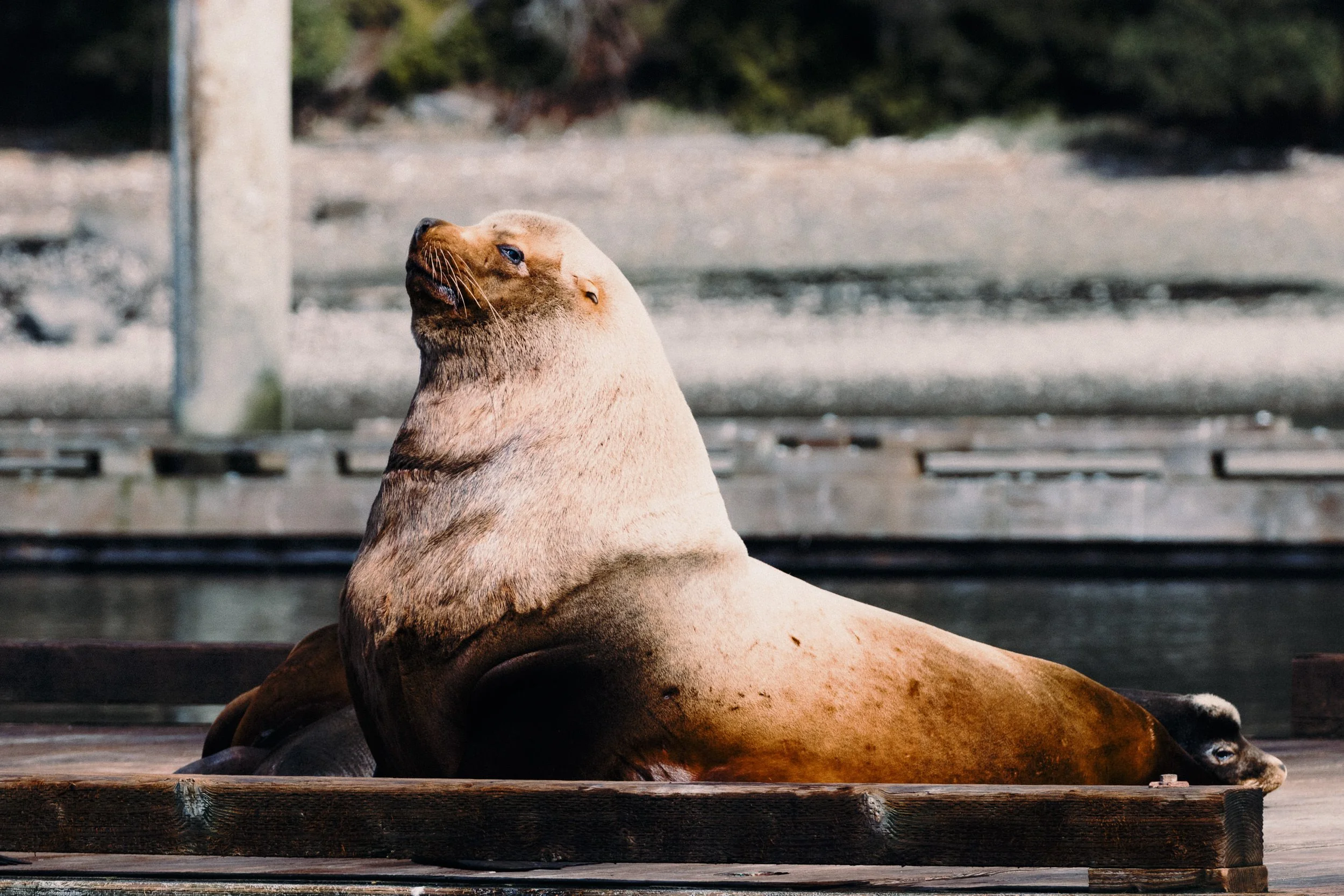 260322-RF-A3-0688-Sea-Lions-Fords-Cove-SD.jpg