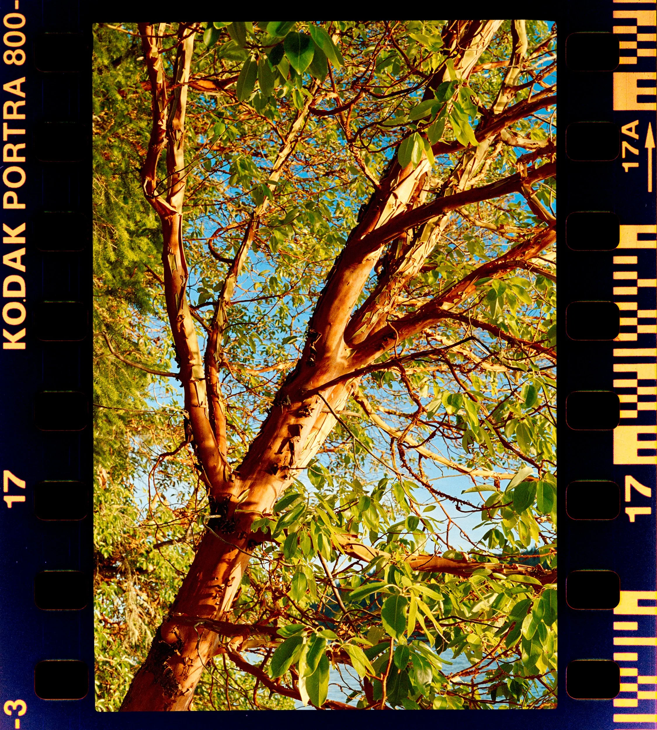 RFerand_C69_Elan7_Portra800_15-Salt Spring Island-HD.jpg