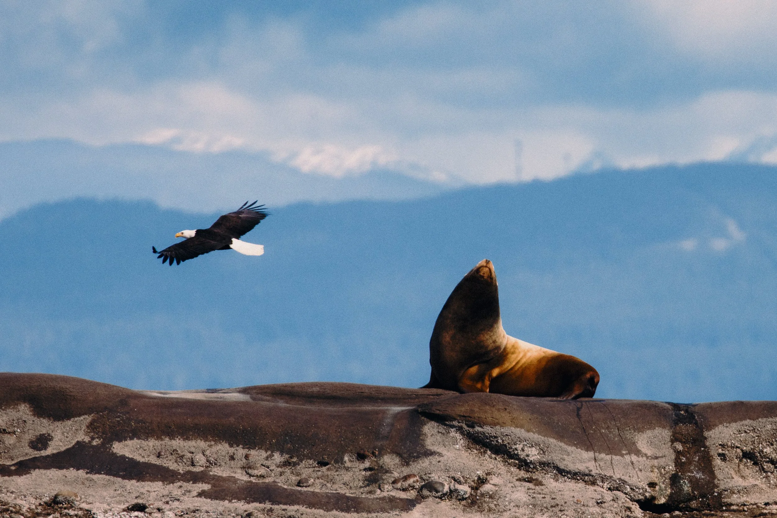 260322-RF-A2-0402-Sea-Lion-Flora-Islet-SD.jpg