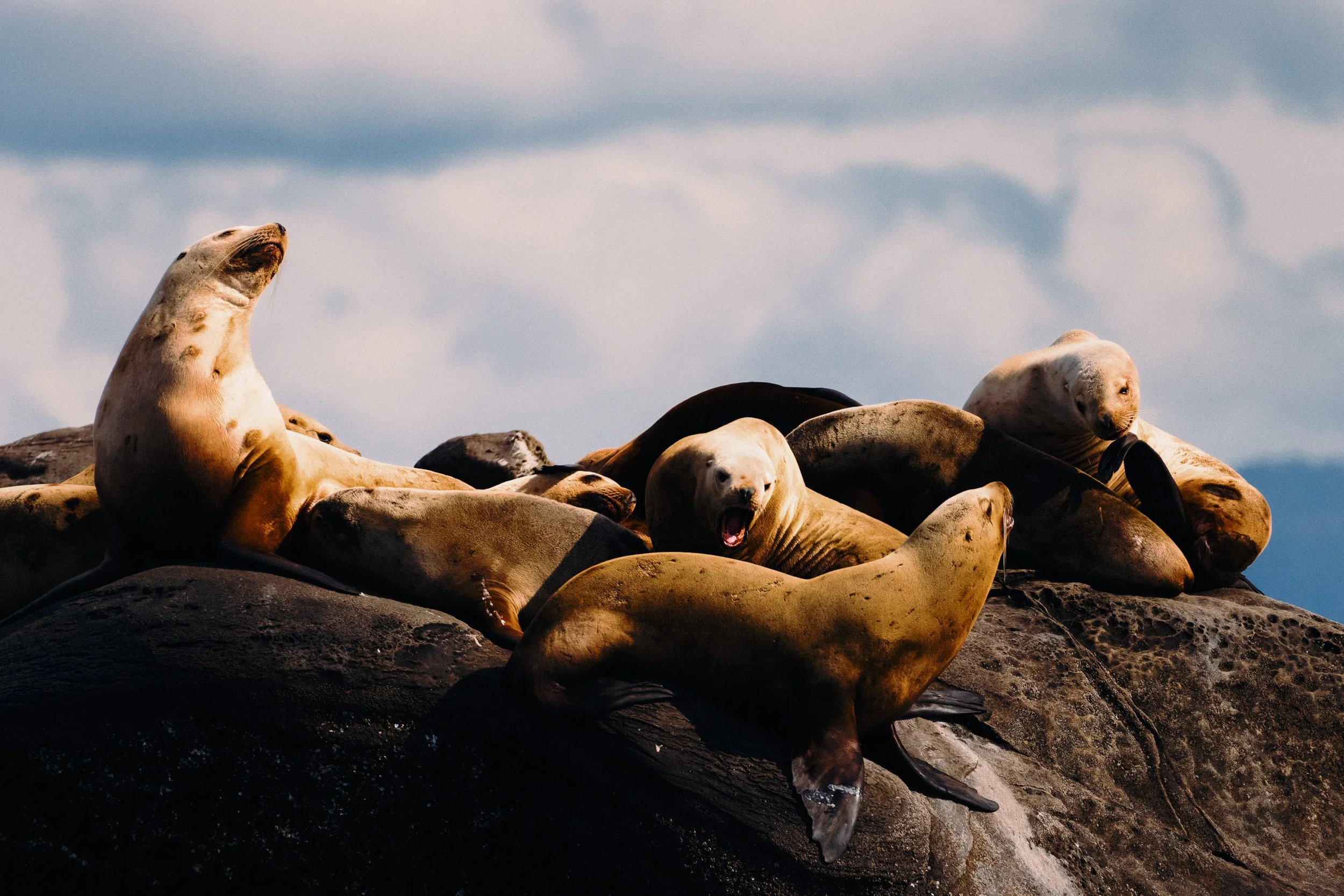 260322-RF-A1-9859-DxO-Sea-Lion-Norris-Rock-SD.jpg